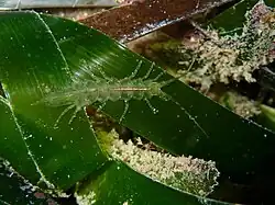 Stenosoma appendiculatum