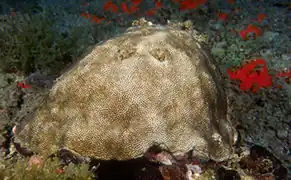 Stephanocoenia intersepta