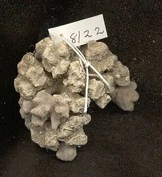 Description de l'image Stephanocora stellata (YPM IZ 008122.CN).jpeg.