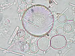 Stephanodiscus hantzschii'en microscopie optique.