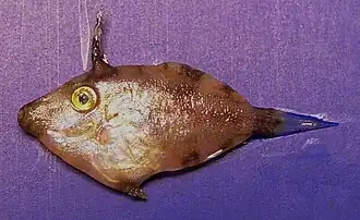 Stephanolepis setifer