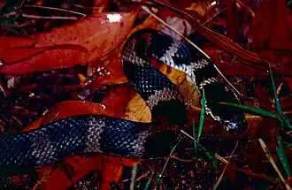 Description de l'image Stephen's Banded Snake (Hoplocephalus stephensii) (10559326416).jpg.