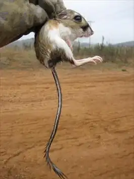 Description de l'image Stephens' kangaroo rat.jpg.
