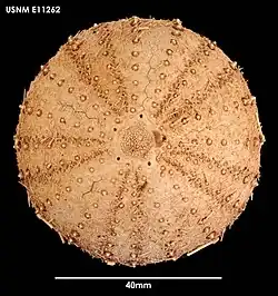 Sterechinus agassizi.