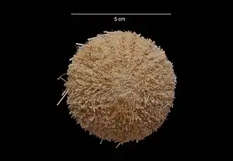 Sterechinus neumayeri.