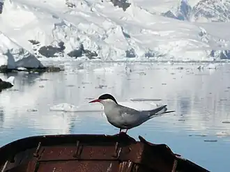 Une sterne couronnée (Sterna vittata) posée sur une épave à l'île Entreprise.