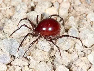 Description de l'image Sternothyrus braueri 62962027 cropped.jpg.