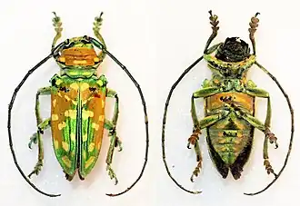 Description de l'image Sternotomis flavomaculata (10885850573).jpg.