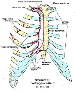 Sternum et cartilages costaux.
