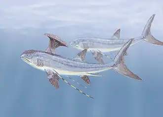 Stethacanthus altonensis.