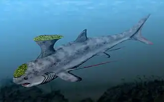 Akmonistion est un holocéphale de l'ordre des Symmoriida.