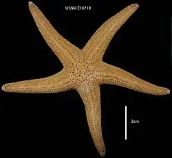 Stichaster striatus.