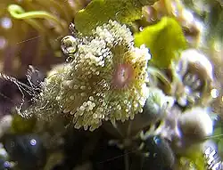 Stichodactyla tapetum