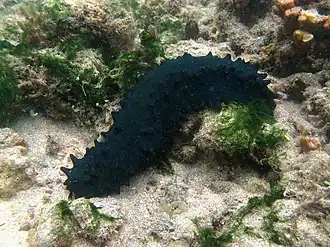 Description de cette image, également commentée ci-après