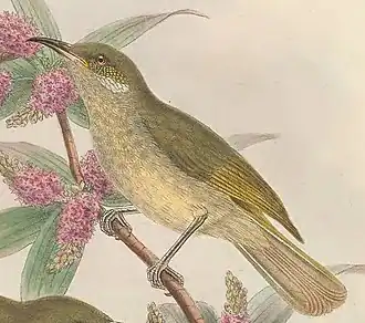 Description de l'image Stigmatops chloris - The Birds of New Guinea (cropped).jpg.