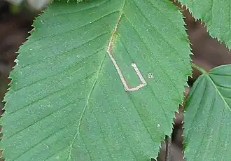 Description de cette image, également commentée ci-après