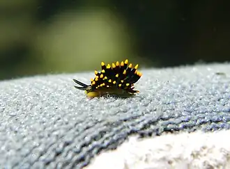 Stiliger aureomarginatus