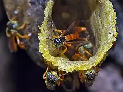 Nid de T. angustula.