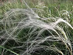 Longues arêtes plumeuses de Stipa pennata.