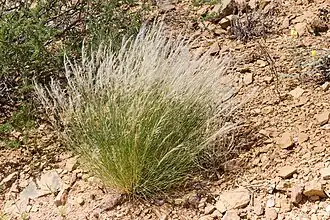 Description de l'image Stipagrostis uniplumis-0300 - Flickr - Ragnhild & Neil Crawford.jpg.