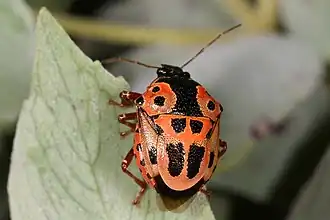 Description de cette image, également commentée ci-après