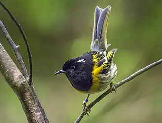 Un Hihi de Nouvelle-Zélande
