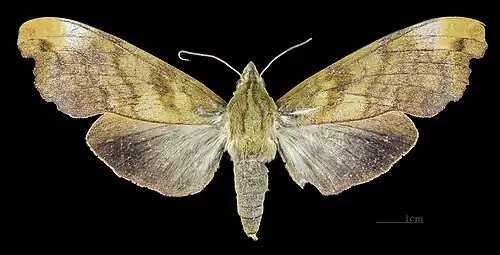 Face dorsale de la femelle (coll.MHNT)