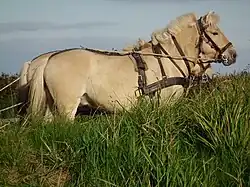 Cheval très clair dont le bas des membres est roux