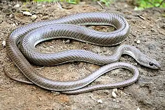 Description de l'image Stout Sand snake Psammophis longifrons by Krishna Khan Amravati.jpg.