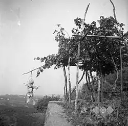 Épouvantail dans le vignoble de Sveti Anton, Koper&nbsp;(en)