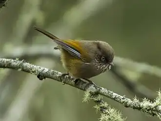Description de l'image Streak-throated Fulvetta - Taiwan S4E6852 (19551581381).jpg.