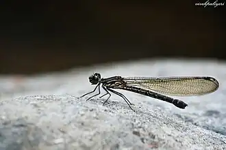 ♀