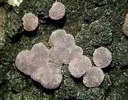 Image illustrative de l’article Strengite