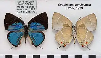 Description de l'image StrephonotaParvipunctaMUpUnAC1608 1609.jpg.