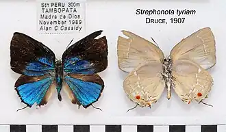 Description de l'image StrephonotaTyriamMUpUnAC1610 1611.jpg.