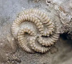 Fossile de Streptaster vorticellatus (Edrioasteroidea).