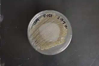 Description de l'image Streptomyces viridochromogenes NRRL B-1511 (Type Strain).jpg.