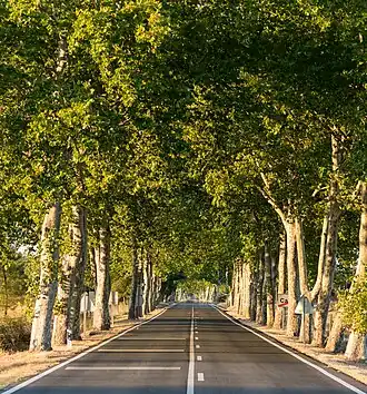 Image illustrative de l’article Route nationale 2 (Portugal)