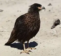 Le caracara austral (Phalcoboenus australis), aussi appelé carancho des îles Malouines, est un rapace diurne de la famille des Falconidae.