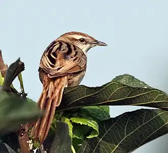 Description de cette image, également commentée ci-après