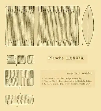 Description de l'image Striatella H. et M. Peragallo 1851.jpg.