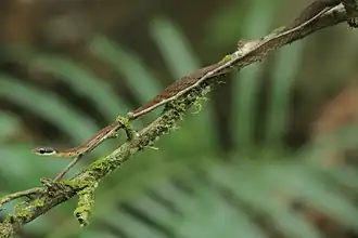 Description de l'image Strip-Tailed Bronzeback imported from iNaturalist photo 85949098 on 9 January 2023.jpg.