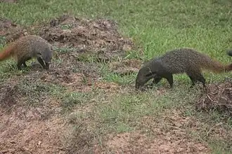 Des mangoustes du parc.