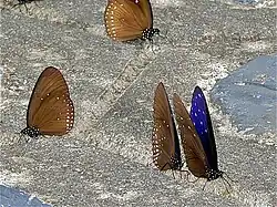 Euploea mulciber (Nymphalidae)