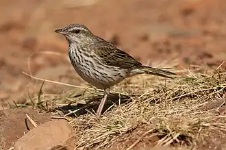 Description de cette image, également commentée ci-après