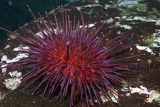 Strongylocentrotus franciscanus, un Camarodonta