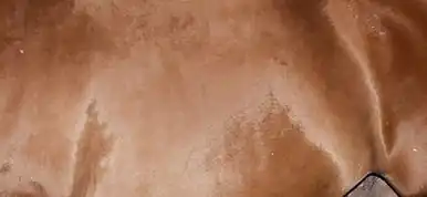 Flanc doré d'un cheval avec des reflets