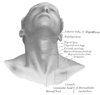 Cou : vue antérieure.