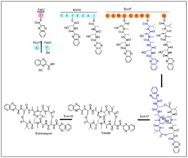 Biosynthèse de l'échinomycine