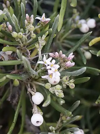 Gros plan sur un arbuste, montrant des fleurs et des baies blanches.
